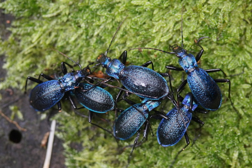 Blue Ground Beetle, Offenburg, Deutschland, photo 7 of 10