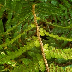 Polystichum braunii image