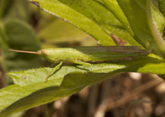Stenacris vitreipennis