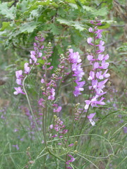 Vicia tenuifolia dalmatica