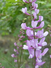 Vicia tenuifolia dalmatica