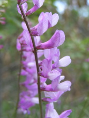 Vicia tenuifolia dalmatica