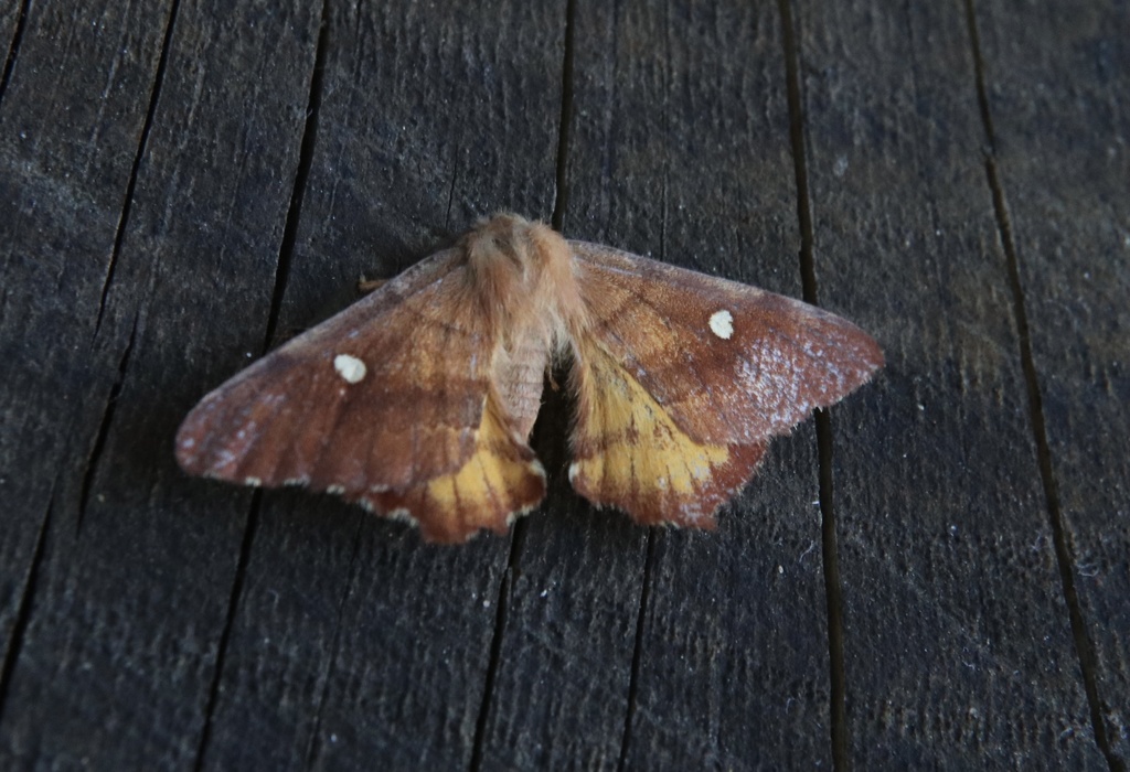 Microdulia mirabilis