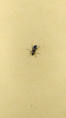 Strongylium decoratum
