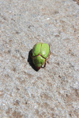 Brachysternus prasinus