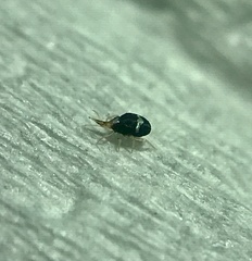 Bdellidae