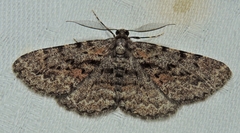 Boarmia suasaria