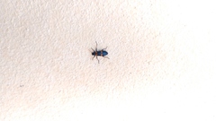 Strongylium decoratum