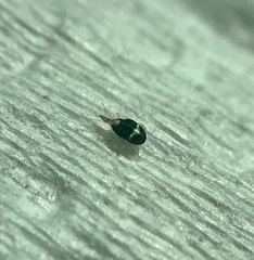 Bdellidae