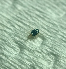 Bdellidae