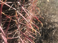 Ferocactus cylindraceus