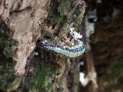 Uresiphita maorialis