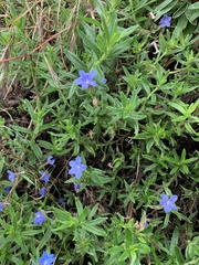 Glandora prostrata