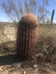 Ferocactus cylindraceus