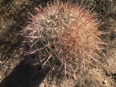 Ferocactus cylindraceus