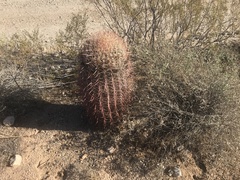 Ferocactus cylindraceus