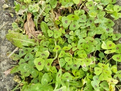 Medicago arabica