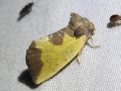 Stiria intermixta