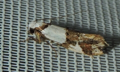 Monopis meliorella