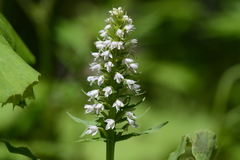 Galearis camtschatica