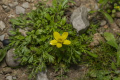 Ranunculus isthmicus