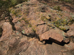 Croptilon hookerianum