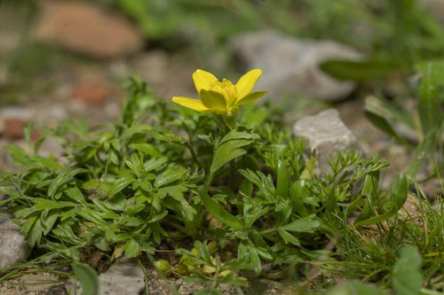 Image of Ranunculus isthmicus by (c) Eleftherios Katsillis, some rights reserved (CC BY)