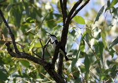 Cissomela pectoralis