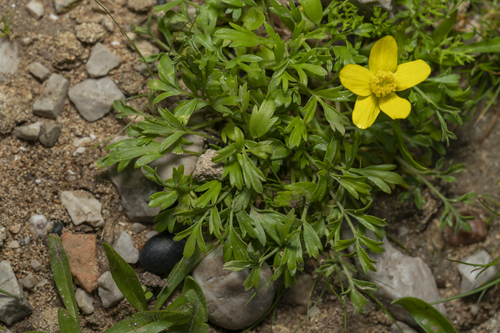 Image of Ranunculus isthmicus by (c) Eleftherios Katsillis, some rights reserved (CC BY)