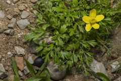 Ranunculus isthmicus