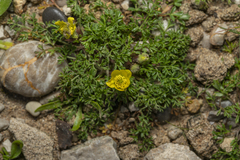 Ranunculus isthmicus