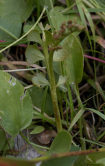 Botrychium crenulatum