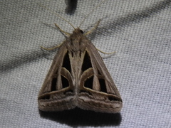 Callistege diagonalis