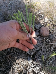 Crassula ericoides ericoides
