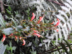 Stenostephanus