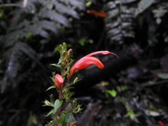Stenostephanus