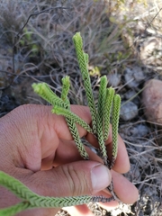 Crassula ericoides ericoides