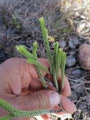 Crassula ericoides ericoides