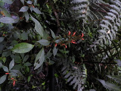 Stenostephanus