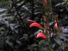 Stenostephanus