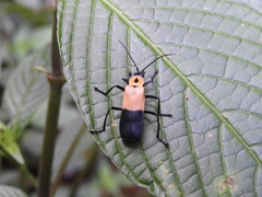 Chauliognathus heros