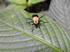 Chauliognathus heros
