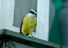 Pitangus sulphuratus