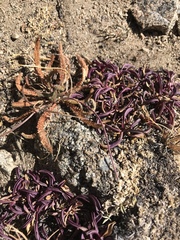 Ivesia lycopodioides scandularis