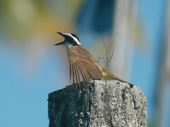 Pitangus sulphuratus