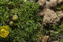Ranunculus isthmicus