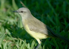 Machetornis rixosa