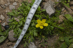 Ranunculus isthmicus