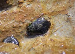 Ambrysus