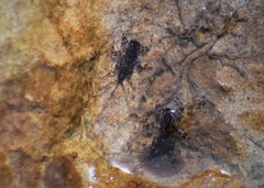 Stenacron interpunctatum interpunctatum